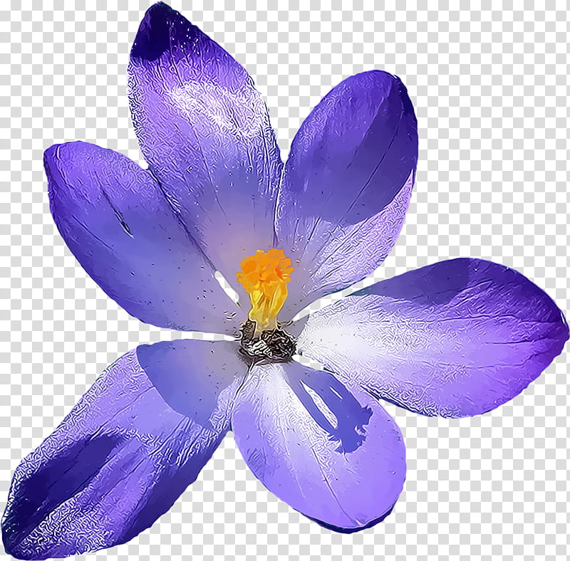 petal flower violet purple crocus, Plant, Tommie Crocus, Saffron Crocus, Wildflower transparent background PNG clipart