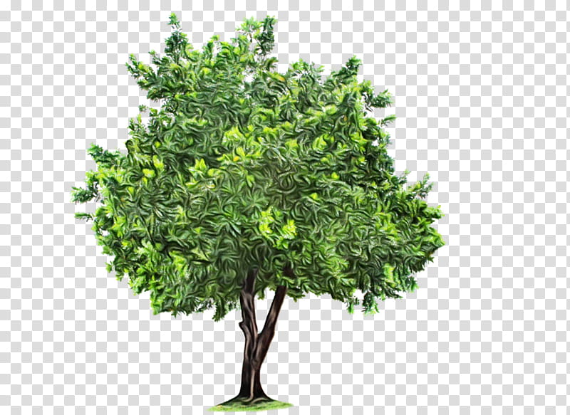 Oak Tree Leaf, Apple, Fruit Tree, Deciduous, Plant, Green, Woody Plant, Flower transparent background PNG clipart