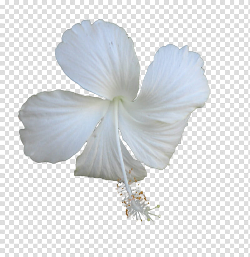 Hawaiian Flowers, white flower transparent background PNG clipart