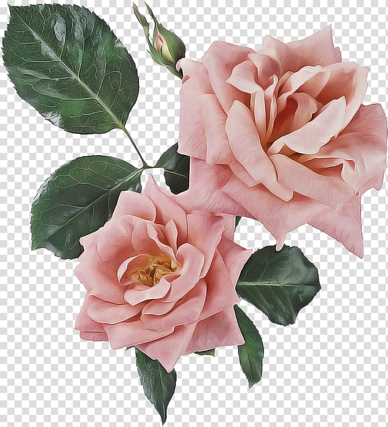 Garden roses, Flower, Pink, Plant, Petal, Rose Family, Floribunda, Hybrid Tea Rose transparent background PNG clipart