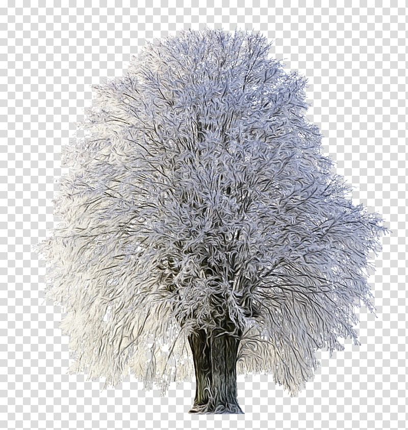 tree white plant woody plant branch, Watercolor, Paint, Wet Ink, Twig, Leaf, Frost, Grass transparent background PNG clipart