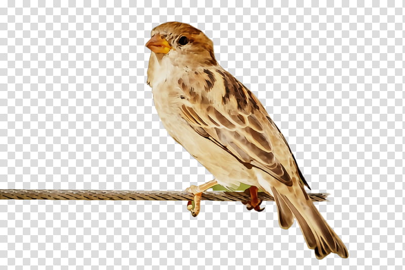 bird beak house sparrow sparrow songbird, Watercolor, Paint, Wet Ink, Savannah Sparrow, Perching Bird, Emberizidae, Finch transparent background PNG clipart