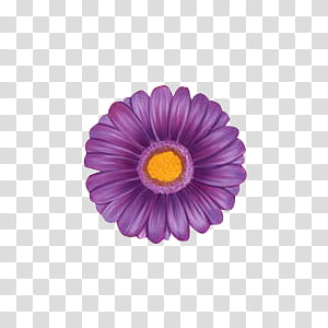 Shoujo, purple daisy flower in bloom illustration transparent background PNG clipart