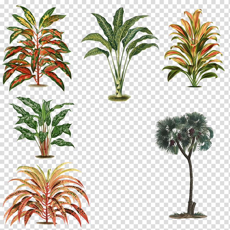 Plants , variety of plants and tree transparent background PNG clipart