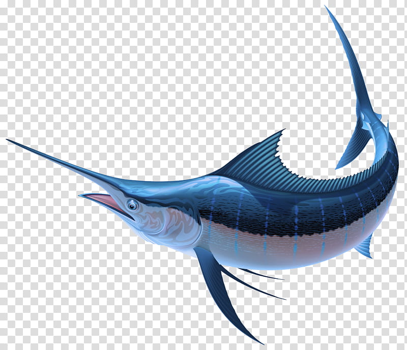 Shark, Swordfish, Sailfish, Marlin, Atlantic Blue Marlin, Fin, Bonyfish, Cartilaginous Fish transparent background PNG clipart
