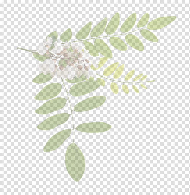 Acacia Tree, Black Locust, Honey Locust, Flower, Locusts, Leaf, Plant, Branch transparent background PNG clipart
