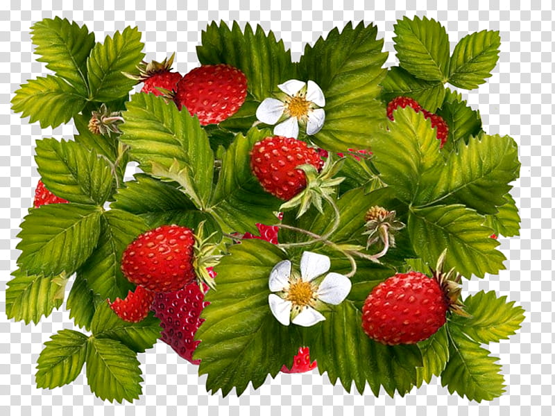 Indian Food, Strawberry, Juice, Milkshake, Fruit, Berries, Wild Strawberry, Post Cards transparent background PNG clipart