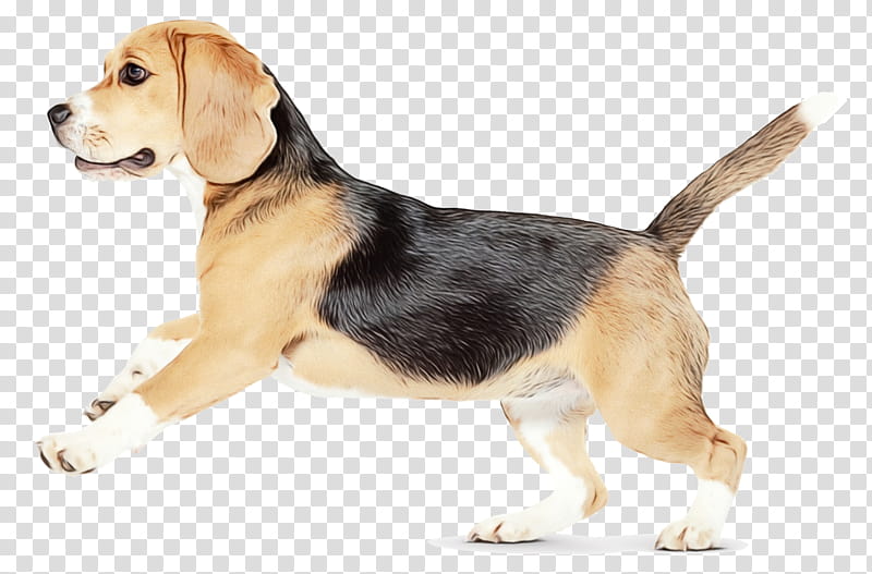 Dog, Watercolor, Paint, Wet Ink, Harrier, Beagle, Beagleharrier, American Foxhound transparent background PNG clipart