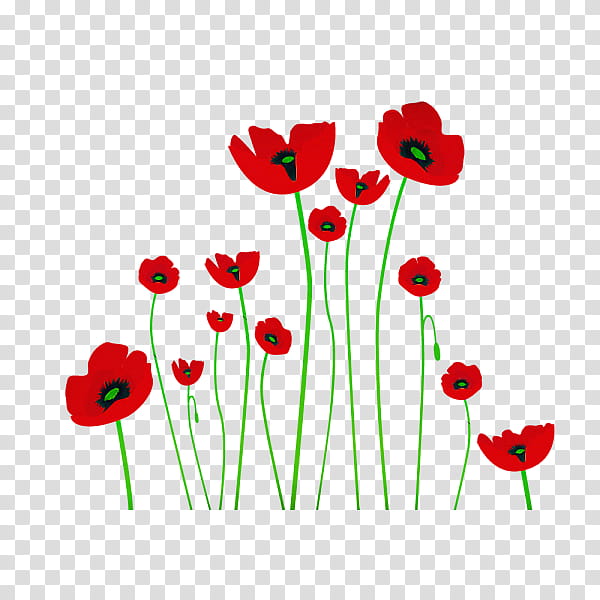 flower coquelicot corn poppy plant poppy, Plant Stem, Poppy Family, Pedicel, Wildflower, Anemone, Bud, Tulip transparent background PNG clipart