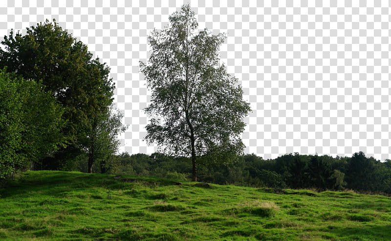 tree, green-leafed tree on hill during daytie transparent background PNG clipart