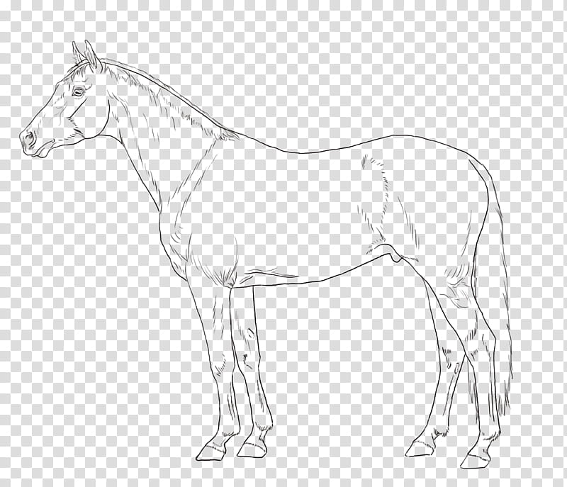 KALADERION LINEART, black horse drawing transparent background PNG clipart