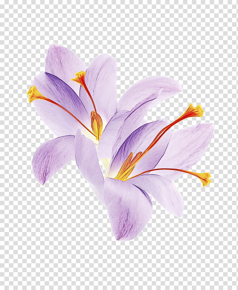 flower petal cretan crocus plant crocus, Watercolor, Paint, Wet Ink, Tommie Crocus, Violet, Saffron Crocus transparent background PNG clipart