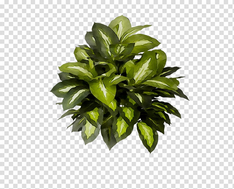 Green Grass, Leaf, Flowerpot, Houseplant, Tree, Aquarium Decor, Herb transparent background PNG clipart