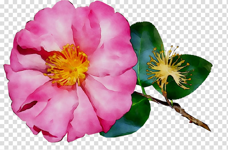 Pink Flower, Cabbage Rose, Garden Roses, French Rose, Floribunda, Sasanqua Camellia, Pink M, Annual Plant transparent background PNG clipart