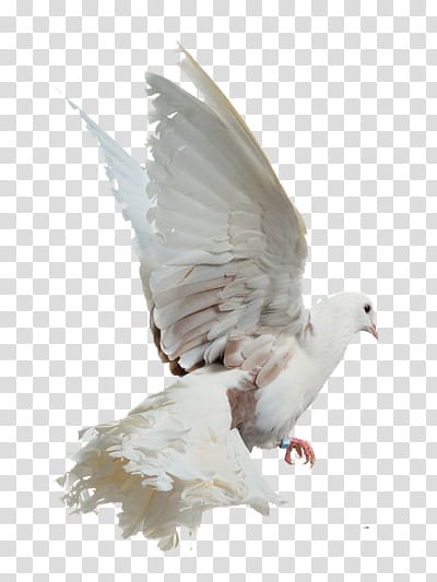 white pigeon transparent background PNG clipart