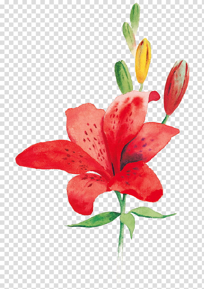 Like a Flower  a Tree, red lily flower art transparent background PNG clipart
