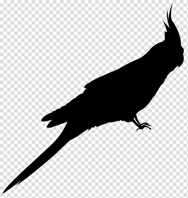 Bird Silhouette, Beak, Feather, Pet, Parrot, Cockatiel, Tail, Wing transparent background PNG clipart