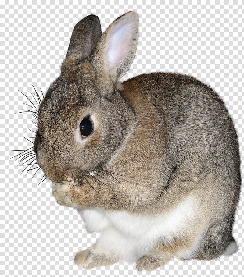 brown and white rabbit art transparent background PNG clipart