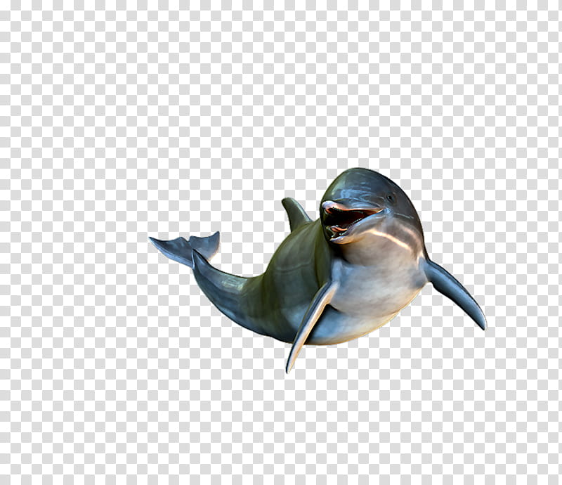 Sea Bird, Dolphin, Adobe Flash, Oceanic Dolphin, Windows Media Video, Cetaceans, Beak transparent background PNG clipart