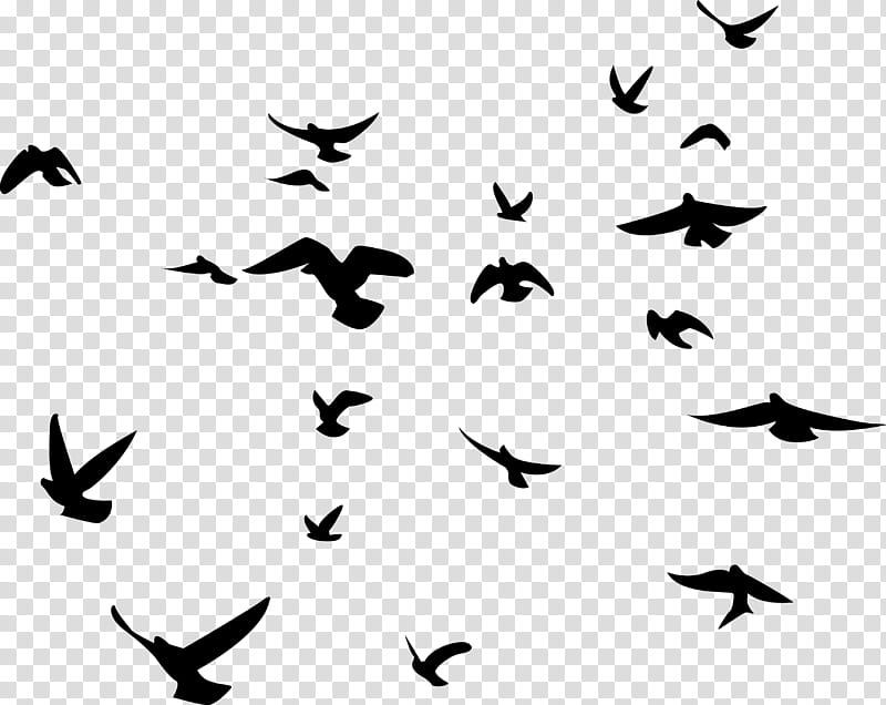 Flock Of Birds, Pigeons And Doves, Silhouette, White, Bird Migration, Wing, Text, Blackandwhite transparent background PNG clipart
