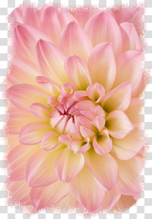 Pink Flower, Bmo Centre, Photographer, Plants, Petal, Dahlia, Peach, Peony transparent background PNG clipart thumbnail