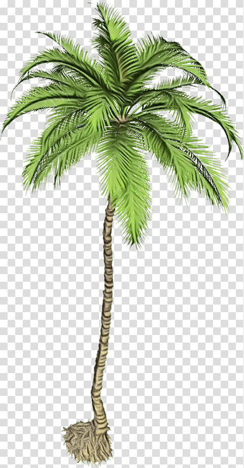 Coconut Tree Drawing, Watercolor, Paint, Wet Ink, Big Air Trampoline Park, Palm Trees, Plant, Leaf transparent background PNG clipart