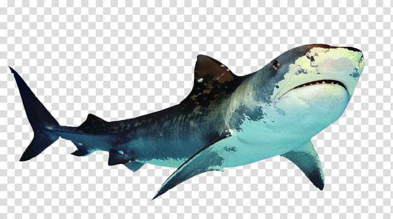 Great White Shark, Tiger Shark, Drawing, Shark Attack, Fish, Cartilaginous Fish, Requiem Shark, Lamniformes transparent background PNG clipart