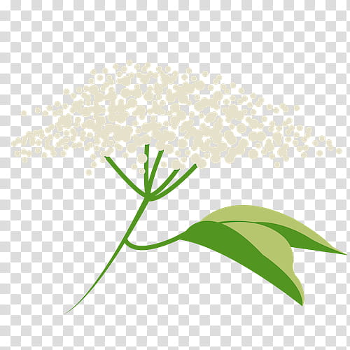 Grass Flower, Elderflower Cordial, Gin, Light, Plant Stem, Leaf, Plants, Meter transparent background PNG clipart