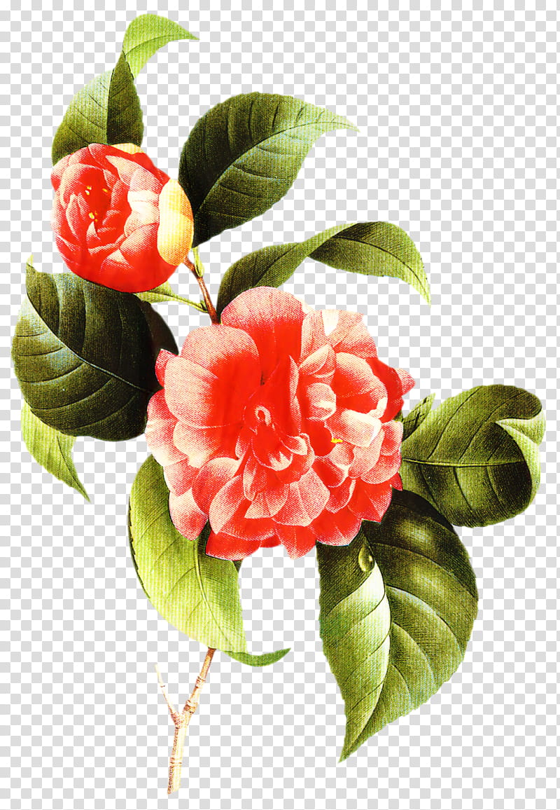 Pink Flower, Japanese Camellia, Decoupage, Handicraft, Amarna, Vintage, Email, Plant transparent background PNG clipart
