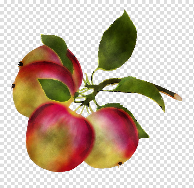plant fruit star apple apple tree, European Plum, Flower, Food, Branch, Leaf, Malus, Mcintosh transparent background PNG clipart