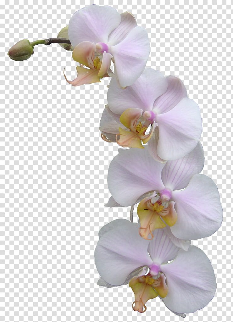 orchids, white orchid transparent background PNG clipart
