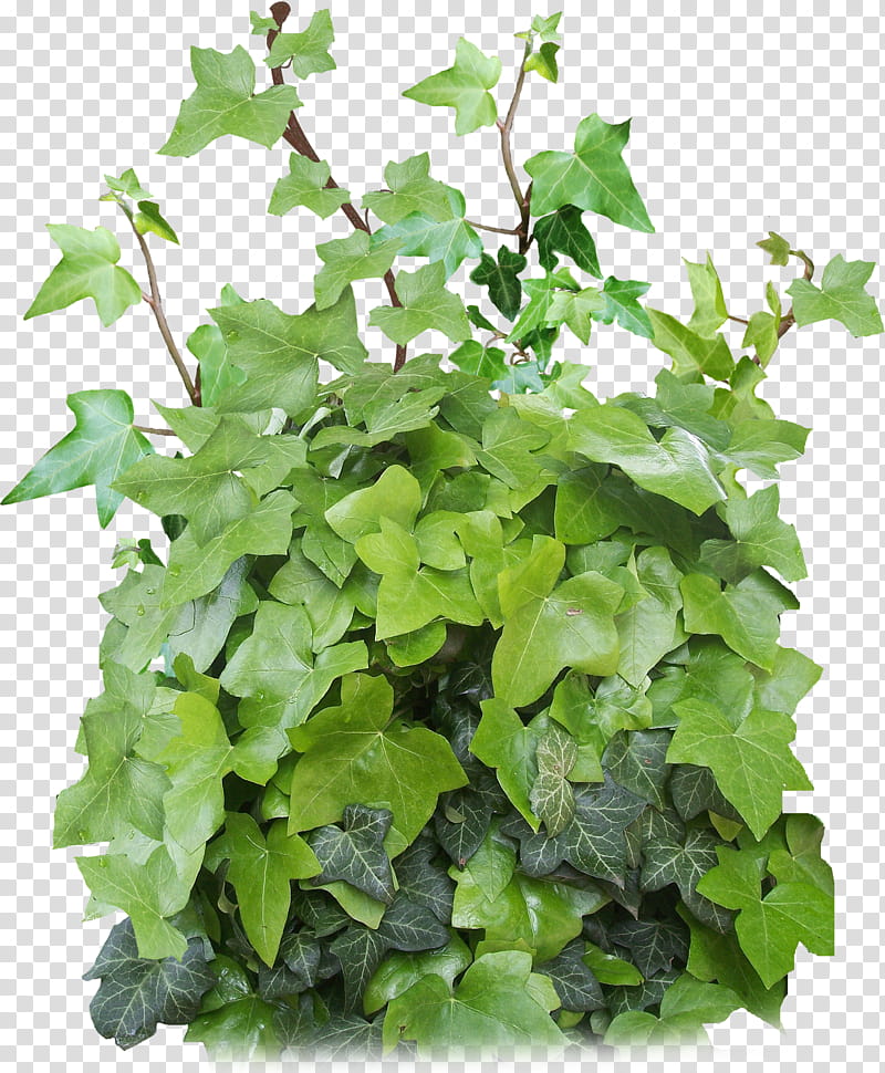 Ivy, green poison ivy plant transparent background PNG clipart