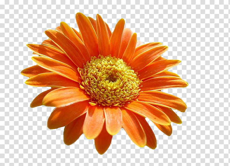 Flowers, Transvaal Daisy, Chrysanthemum, Cut Flowers, Orange Sa, Gerbera, Daisy Family, Petal transparent background PNG clipart