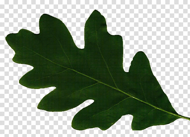 Maple leaf, Green, Tree, Plant, Woody Plant, Plane, Black Maple, Oak transparent background PNG clipart