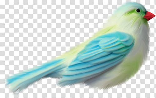 green and white small-beaked bird transparent background PNG clipart