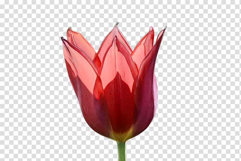 Lily Flower, Tulip, Flora, Blossom, Plant Stem, Petal, Plants, Lady Tulip transparent background PNG clipart