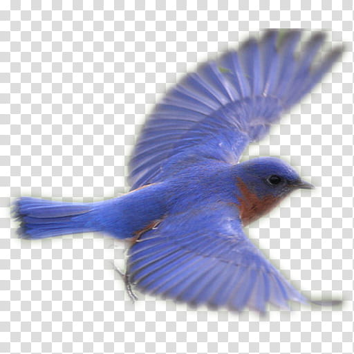 Mountain, Bluebirds, Beak, Feather, Bluebird Systems Inc, Eastern Bluebird, Mountain Bluebird, Cobalt Blue transparent background PNG clipart
