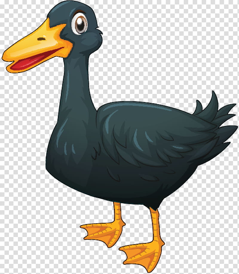 Dodo Bird, Duck, Beak, Water Bird, American Black Duck, Ducks Geese And Swans, Flightless Bird, Goose transparent background PNG clipart