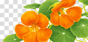 , orange petaled flower transparent background PNG clipart thumbnail