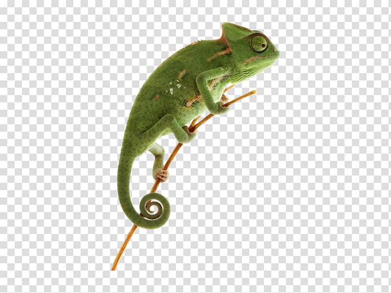 Chameleon, Reptile, Lizard, Panther Chameleon, Indian Chameleon, Ambilobe, Common Chameleon, Veiled Chameleon transparent background PNG clipart