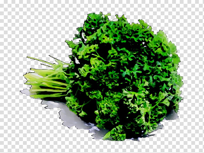 Green Grass, Flatleaved Parsley, Herb, Hydroponics, Budi Daya, Italian Cuisine, Vegetable, Leaf Lettuce transparent background PNG clipart