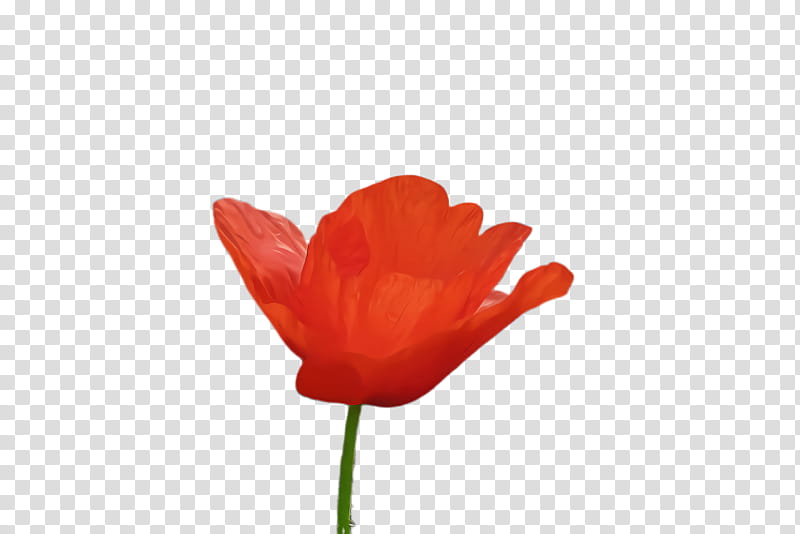 Orange, Red, Flower, Petal, Tulip, Plant, Coquelicot, Leaf transparent background PNG clipart