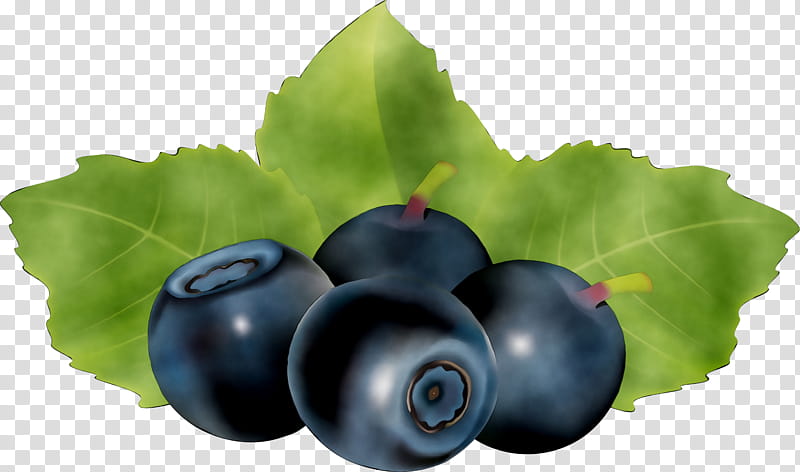 Plant Leaf, Bilberry, Blueberry, Huckleberry, Stxea Nr Eur, Superfood, Grape, Damson transparent background PNG clipart