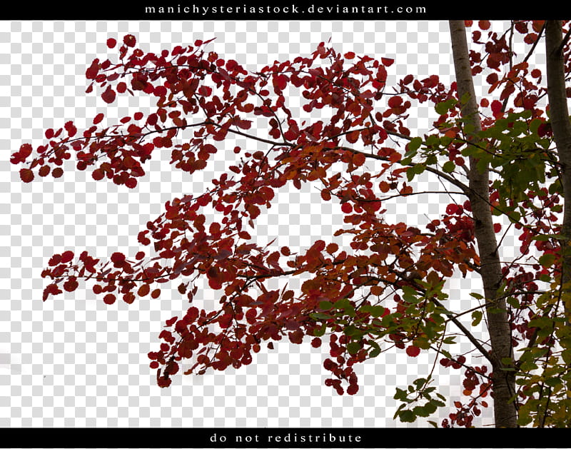 Aspen Autumn Foliage Cut Out transparent background PNG clipart