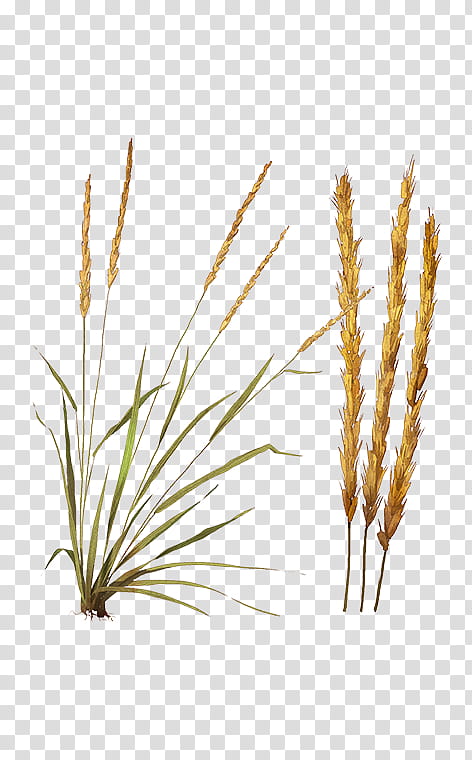 Cartoon Nature, Feather Reed Grass, Emmer, Common Reed, Cereal, Plant Stem, Ornamental Grass, Phragmites transparent background PNG clipart