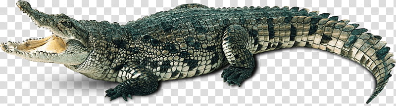 Animal, Crocodile, Alligators, Drawing, Saltwater Crocodile, Crocodiles, Reptile transparent background PNG clipart