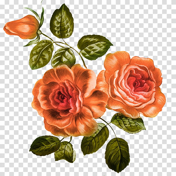 orange rose flowers illustration transparent background PNG clipart