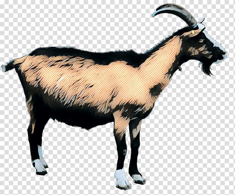 Goat, Goats, Feral Goat, Goatantelope, Horn, Cowgoat Family, Live ...