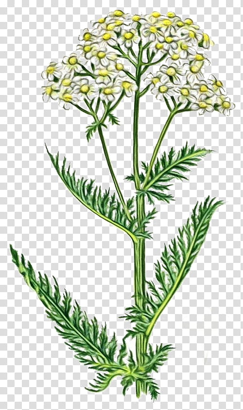 Cow, Tansy, Cow Parsley, Sweet Cicely, Plant Stem, Herbalism, Umbellifers, Subshrub transparent background PNG clipart