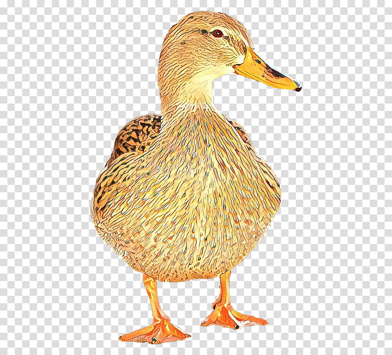 bird duck ducks, geese and swans water bird mallard, Ducks Geese And Swans, Waterfowl, Beak, American Black Duck, Live transparent background PNG clipart